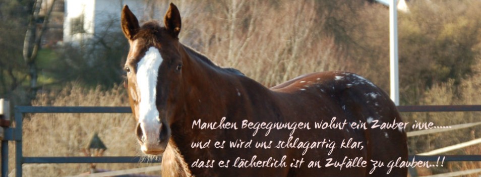 664_katyslider2-954x351